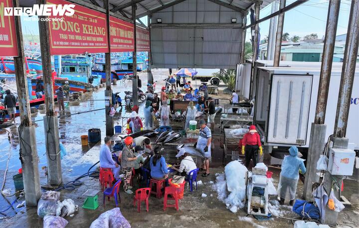 Bên cầu cảng cá Tam Quan, không khí rộn ràng của tiếng máy nổ, tiếng ròng rọc kéo cá, tiếng gọi nhau í ới của các tiểu thương và tiếng cười giòn tan của những gia đình ngư dân tạo nên một khung cảnh đặc trưng của "thủ phủ" cá ngừ đại dương lớn nhất nhì miền Trung.