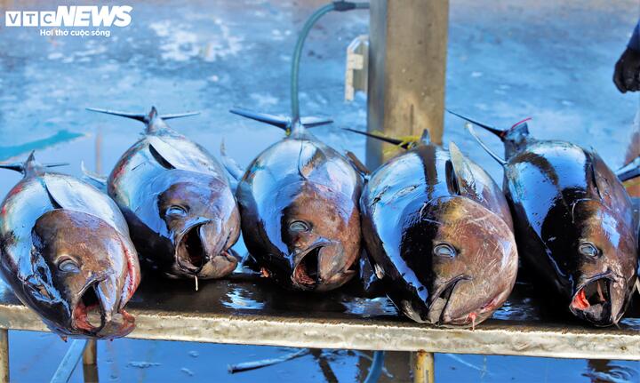 Theo ngư dân Ngô Văn Sự (59 tuổi) tại cảng cá Tam Quan, những con cá ngừ đại dương có trọng lượng 30kg trở lên hiện có giá bán dao động khoảng 95.000 đồng/kg. Sau khi trừ chi phí xăng dầu, nhu yếu phẩm phục vụ đánh bắt khoảng 22 ngày, mỗi thuyền viên đều bỏ túi từ 10 - 20 triệu đồng, đủ để sắm sửa một cái Tết tươm tất cho gia đình.