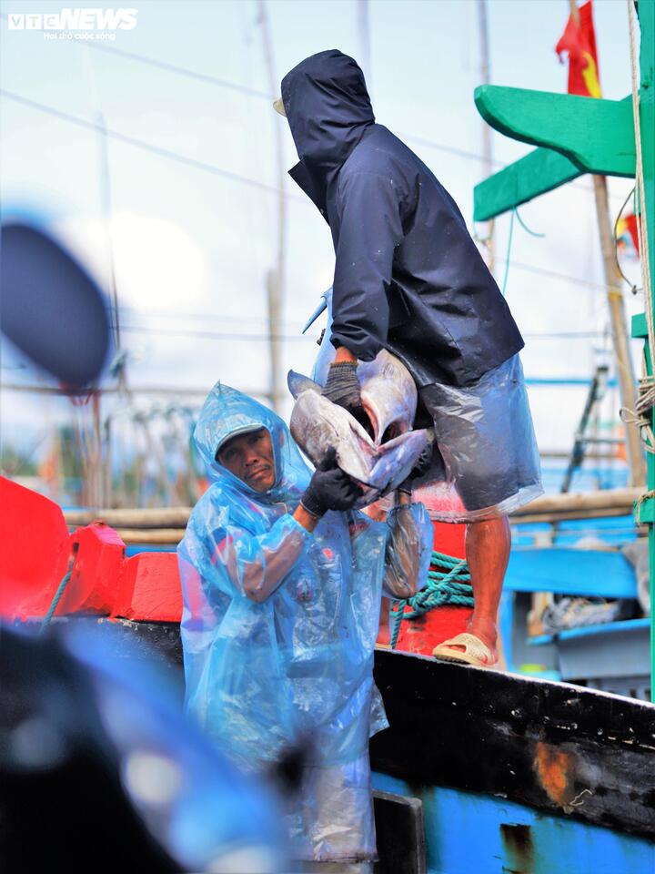 Sau những thiệt hại mùa bão lũ, "mẹ thiên nhiên" đã ưu ái cho ngư dân Gia Lai hơn khi luồng cá ngừ đại dương chất lượng xuất hiện nhiều và dày hơn tại các ngư trường truyền thống của Việt Nam