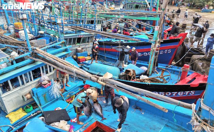 Những ngày cận Tết Bính Ngọ 2026, nhịp sống tại cảng cá Tam Quan (phường Hoài Nhơn Bắc, tỉnh Gia Lai) hối hả hơn bao giờ hết khi từng đoàn tàu câu cá ngừ đại dương, đầy ắp khoang, nối đuôi nhau băng qua cửa biển để cập bến, báo hiệu một chuyến biển thắng lợi rực rỡ.