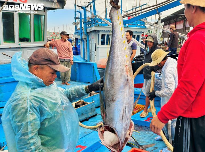 Ông Cao Văn Tây, đại diện BQL Cảng cá Tam Quan cho biết, trong chuyến biển cận Tết Nguyên đán Bính Ngọ 2026, cảng cá Tam Quan có hơn 800 tàu đi biển khai thác cá ngừ đại dương, trung bình mỗi tàu về với sản lượng trung bình gần 2 tấn. Tổng sản lượt đạt hơn 1.500 tấn, đây là tín hiệu cực kỳ đáng mừng, bởi chuyến biển cuối năm luôn mang tính quyết định đến tâm thế đón Tết của cả một vùng quê biển.