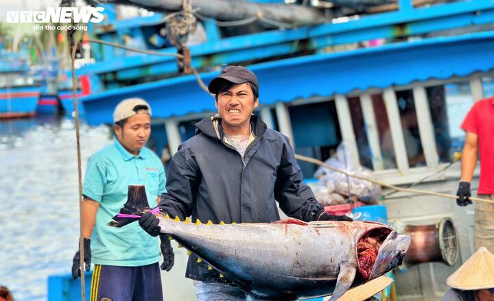 Trúng đậm cá ngừ đại dương, ngư dân Gia Lai hưởng mùa ‘biển ngọt’ dịp Tết - 5