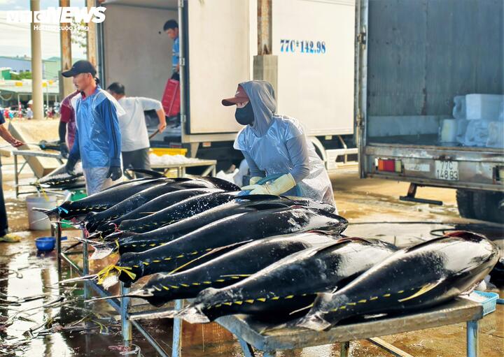 Việc khuân vác những con cá ngừ đại dương nặng từ vài chục kg cho đến cả tạ hay vận chuyển đá lạnh là của đàn ông. Còn phụ nữ cảng cá có nhiệm vụ phân loại, sơ chế và rửa cá...