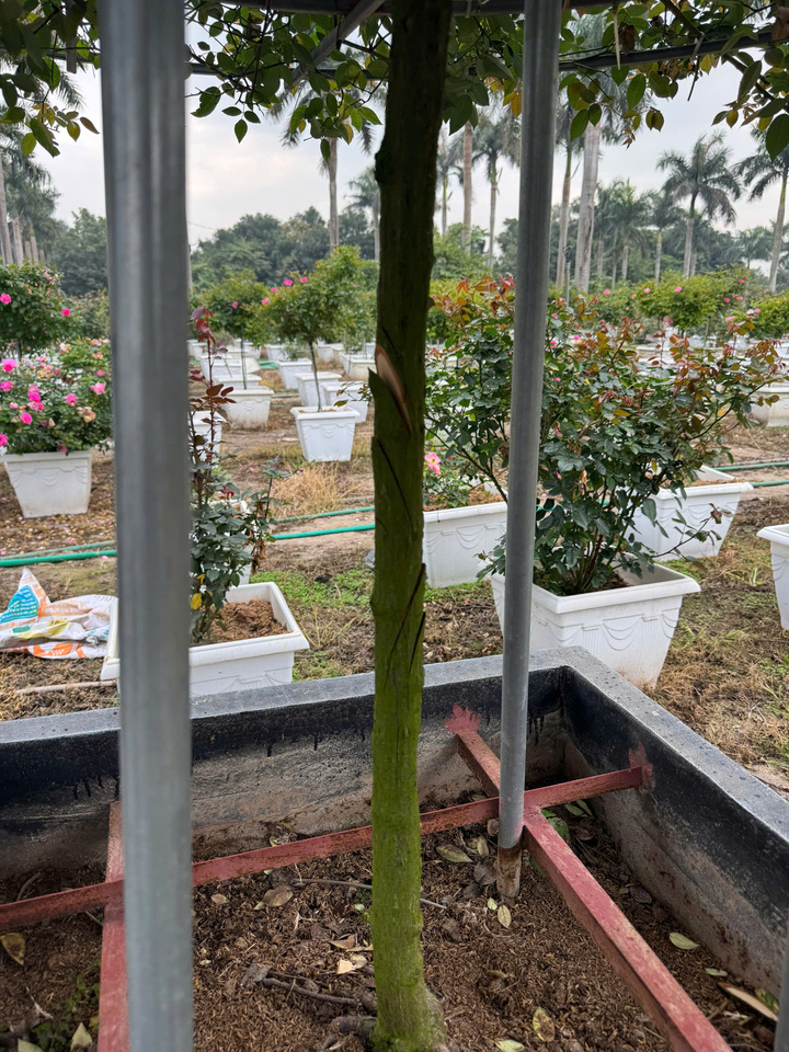 Thân cây hoa hồng cổ thụ bị kẻ xấu chém sâu, không thể bán trong dịp Tết. (Ảnh: NVCC)