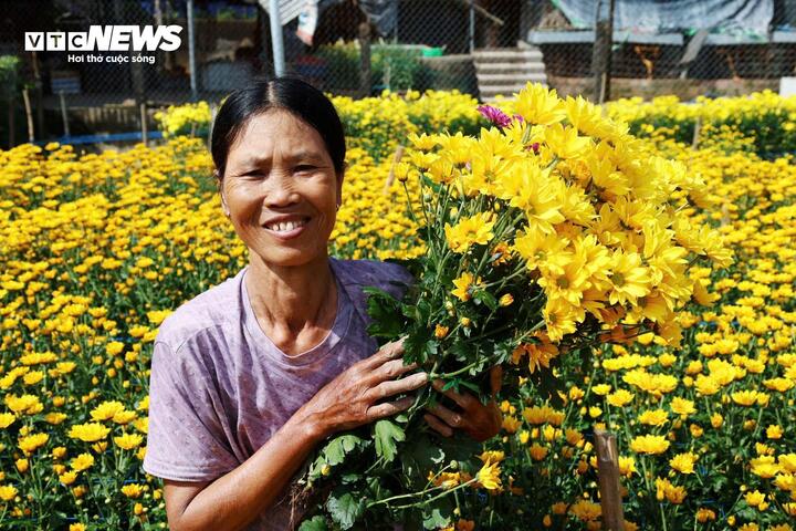 Cách thửa đất trồng cúc của ông Binh chỉ vài bước chân, bà Kiều Thị Ngọc - nông dân trồng cúc có tiếng ở An Châu - đang tất bật thu hoạch cúc để bán dịp cuối năm. Theo bà Ngọc, trên mảnh đất rộng hơn 300 m² này, bà từng trồng nhiều giống cúc Đà Lạt khác nhau. Năm nay, bà thử sức với giống cúc mai cam. Hiện, một số luống đã bắt đầu cho thu hoạch, hoa vàng đậm, cánh to, khỏe, được thị trường ưa chuộng.