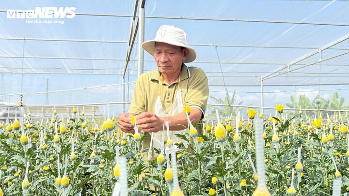 Câu chuyện trồng hoa ở An Châu bắt đầu từ sự mạnh dạn chuyển hướng của một vài hộ dân, điển hình là ông Nguyễn Văn Binh.