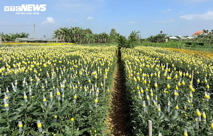 Những ngày cận Tết Nguyên đán Bính Ngọ 2026, cánh đồng ven sông Trà Bồng (đoạn qua thôn An Châu, xã Bình Sơn, tỉnh Quảng Ngãi) tràn ngập sắc vàng tươi thắm của hoa cúc. Thời điểm này, hoa đang bắt đầu nở rộ, cánh đồng thôn An Châu trở nên vô cùng nhộn nhịp. Người dân ra đồng từ sớm, tay thoăn thoắt tỉa lá, chăm chút từng gốc hoa, miệng trò chuyện rôm rả.