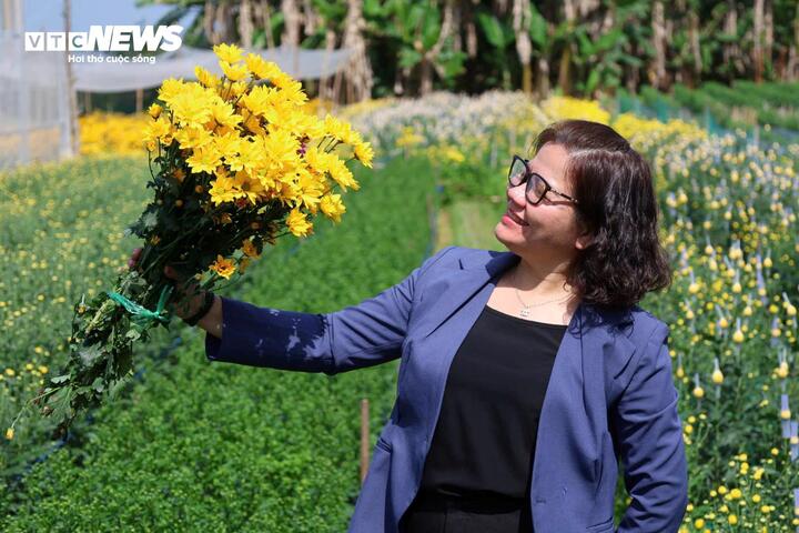 Nữ du khách thích thú check in giữa cánh đồng cúc tràn ngập sắc vàng bên sông Trà Bồng.