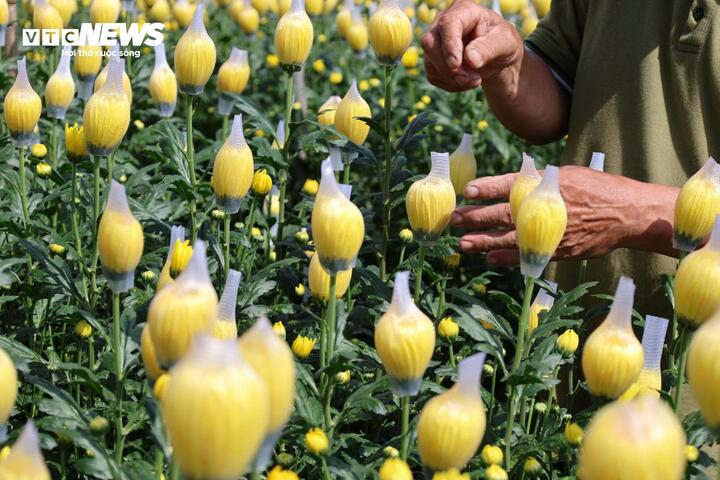 "Dù canh tác quanh năm nhưng vụ cúc Tết vẫn là vụ chính của bà con ở đây. Tầm cuối tháng 9, đầu tháng 10 Âm lịch, người dân bắt đầu xuống giống và sẽ thu hoạch từ giữa tháng Chạp. Vụ này, toàn thôn trồng hơn 6.000 m² hoa cúc. Dự kiến năm tới sẽ mở rộng lên khoảng 10.000 m². Trồng hoa không quá khó, quan trọng là nắm được kỹ thuật. Đặc biệt, về hiệu quả kinh tế, hoa cao gấp 5 lần so với trồng lúa trên cùng diện tích” - ông Binh nói.
