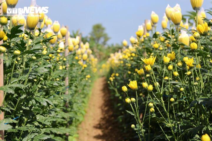 Phó Chủ tịch UBND xã Bình Sơn Phạm Thanh Lương cho biết địa phương đã tổ chức các lớp tập huấn kỹ thuật, hướng dẫn bà con trồng những loại hoa phù hợp với điều kiện thổ nhưỡng, khí hậu để có sản phẩm quanh năm. Cùng với đó, xã đẩy mạnh tuyên truyền, từng bước hình thành các tour du lịch cộng đồng, quảng bá hình ảnh vườn hoa đến với du khách. Từ mô hình ban đầu, địa phương sẽ nhân rộng ra các khu vực lân cận, tạo thành vùng hoa tập trung gắn với phát triển du lịch.