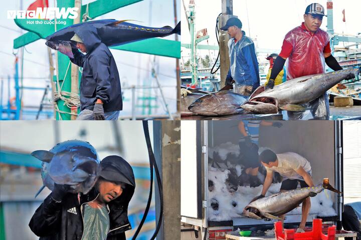 Trên bến dưới thuyền, một hệ thống hậu cần chuyên nghiệp với hàng trăm lao động địa phương chờ sẵn khi cá về, vừa đảm bảo tốc độ cho cá giữ được tươi ngon vừa có việc làm và thu nhập ổn định trong những ngày giáp Tết.