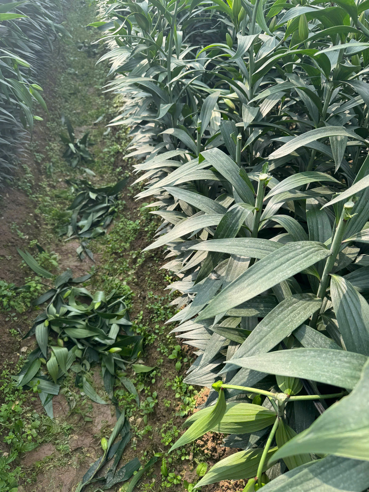 Các luống hoa ly tới độ thu hoạch bị kẻ xấu chặt nham nhở. (Ảnh: NVCC)