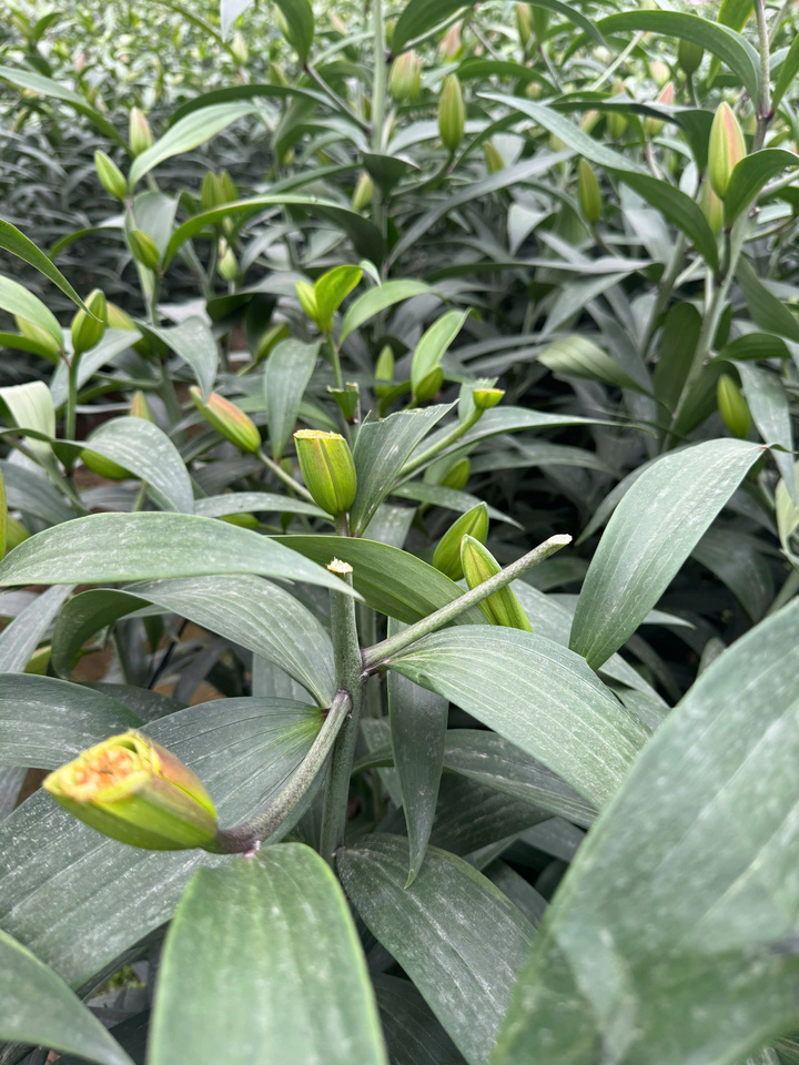 Truy tìm kẻ chặt phá hơn 1.200 gốc hoa ly, hoa hồng bán Tết của nông dân Hà Nội - 1