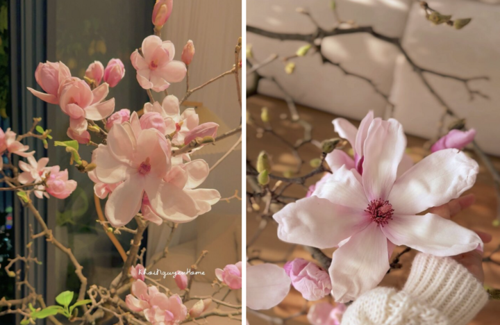 Cận cảnh những bông hoa mộc lan khi nở. (Ảnh: Thu Trang)