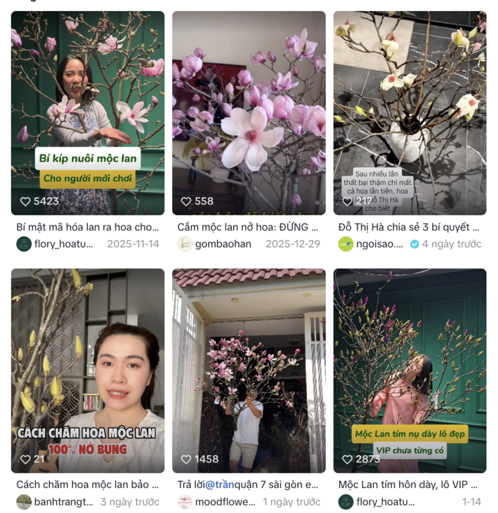 Trào lưu cắm hoa mộc lan gây sốt trên mạng xã hội TikTok. (Ảnh: Chụp màn hình)