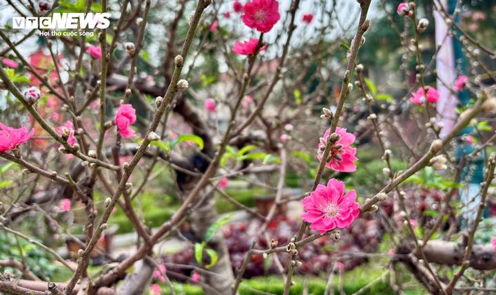 Từng nhánh dày đặc hoa, đồng loạt bung nở. Tuy vậy, cây vẫn còn rất sai nụ, hứa hẹn sẽ khoe sắc suốt Tết.