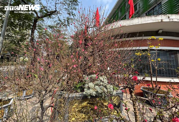 Xuất hiện nổi bật tại chợ hoa Tết Hà Nội, cây đào cổ thụ này có vành gốc lên tới 200 cm, được trồng trong chậu rộng khoảng 3 m², tán xòe khoảng chừng 5 mét, vỏ cây xù xì, rêu phong bám đầy. Giá cho thuê của cây lên tới 120 triệu đồng.