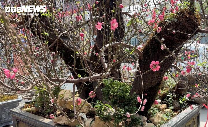 Tuy nhiên giá thuê lên tới 120 triệu đồng thường chỉ dành cho những khách quen vốn có tiềm lực tài chính và sẵn sàng chịu chi. Giữa khu chợ hoa với những cây giá chỉ vài triệu đến vài chục triệu, cây đào cổ thụ này thuộc loại cực hiếm.