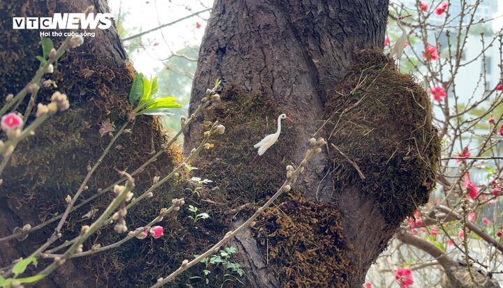 Phần gốc và thân đào giao nhau, cho thấy độ vững chãi của cây đào hàng trăm năm tuổi.