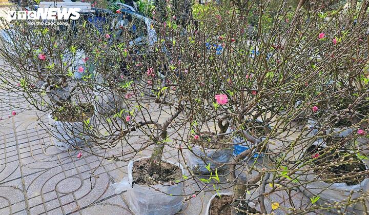 Nhiều thương lái cho biết năm nay, các chậu đào có giá 2-3 triệu đồng là loại được nhiều khách hàng lựa chọn để tiết kiệm chi tiêu thay vì chọn các chậu lớn.