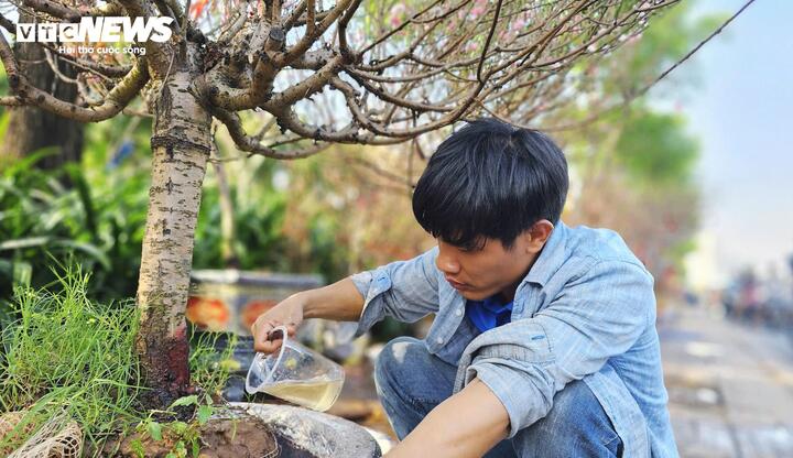 Do đặc thù thời tiết miền Nam nắng nóng, việc chăm sóc đào sau khi vận chuyển vào TP.HCM đòi hỏi kỹ thuật riêng. Người bán chăm sóc hoa kĩ, điều tiết quá trình nở hoa, hướng dẫn khách hàng tưới nước đầy đủ, giữ ẩm để hoa nở đúng Tết.