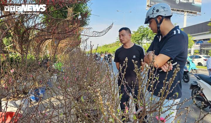 Ghi nhận thực tế cho thấy, dù hoa đào đã xuống phố nhiều ngày nhưng lượng khách mua vẫn khá thưa thớt. Khách chủ yếu đến xem, hỏi giá là chính, rất ít người quyết định mua sớm.
