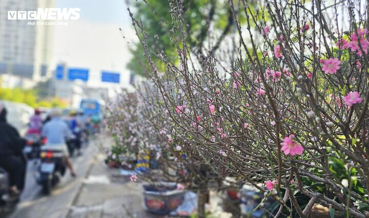 Giá bán đào năm nay giảm so với mùa Tết năm trước, dao động từ 1 triệu đến 5 triệu đồng/chậu, tùy kích cỡ và dáng cây. Trong đó, mức phổ biến nhất là khoảng 2-3 triệu đồng/chậu. Ngoài ra vẫn có những chậu đào nhỏ, giá chỉ vài trăm nghìn đồng, phù hợp với người mua chơi Tết tiết kiệm.