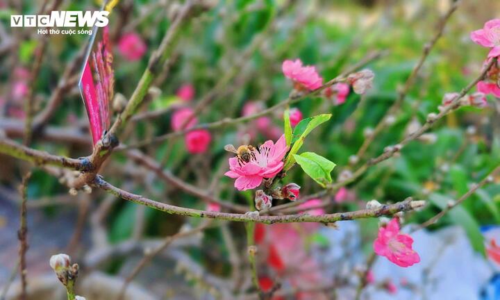 Theo kinh nghiệm nhiều năm buôn bán đào Tết, anh Quang cho biết hiếm khi có thể bán hết toàn bộ số lượng mang vào TP.HCM. Thông thường, tỷ lệ tiêu thụ chỉ đạt khoảng 60-70%, phần còn lại buộc phải chấp nhận bán xả hoặc trả lại vườn, tùy điều kiện từng năm.