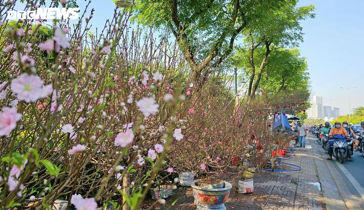 Hoa đào từ miền Bắc được vận chuyển vào TP.HCM bằng container lạnh nhằm giữ chất lượng hoa và hạn chế nở sớm. Dù cước vận chuyển năm nay cao hơn năm ngoái, nhưng theo người bán, việc thuê xe lại thuận lợi hơn, không còn khan hiếm như những mùa cao điểm trước.