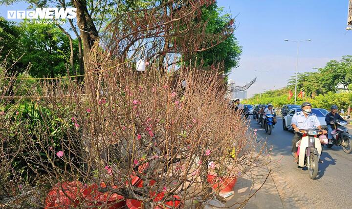 Năm nay, anh Quang mang vào TP.HCM khoảng 600 chậu đào, số lượng ít hơn so với mùa Tết năm ngoái. Theo anh, việc giảm lượng hàng là tính toán có chủ đích nhằm hạn chế tồn kho, trong bối cảnh sức mua thị trường được dự báo không quá sôi động như những năm cao điểm.