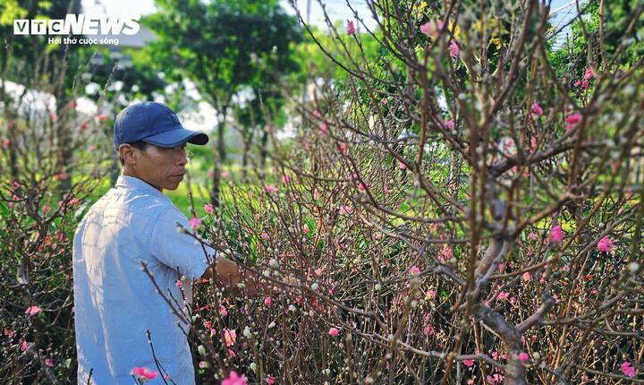 Ông An Lộc Hưng, một thương lái bán hoa cho biết, giá đào năm nay rẻ hơn khoảng 20-30% so với năm ngoái, dao động từ 600.000 đồng/chậu nhỏ đến 6 triệu đồng đối với những cành to, đẹp. Dù vậy, sau 3 ngày mở bán, ông mới chỉ tiêu thụ được 4-5 chậu.
