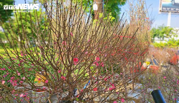 Nguồn đào được anh Quang nhập chủ yếu từ hai vùng trồng đào nổi tiếng của miền Bắc là Nhật Tân (Hà Nội) và Nam Điền (tỉnh Nam Định cũ). Các chậu đào được tuyển chọn kỹ lưỡng ngay từ vườn, đảm bảo dáng đẹp, nụ đều và khả năng nở hoa đúng dịp Tết tại phía Nam.