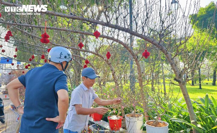 Đào Tết năm nay khá đa dạng về chủng loại, từ đào huyền với dáng uốn cong mềm mại, đào thế được tạo dáng công phu như thế rồng, cho đến đào bonsai và bonsai mini. Theo người bán, để tạo được một cây đào thế đẹp, nhà vườn phải mất ít nhất 3 năm chăm sóc và uốn tỉa liên tục.