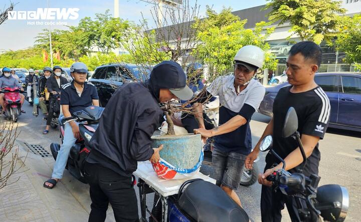 Sau một hồi dạo quanh xem dáng và hỏi giá, một vị khách đã quyết định chốt mua chậu đào có giá 3 triệu đồng. Người mua cho biết chọn đào sớm để có thời gian chăm sóc, canh nụ nở đúng Tết, đồng thời tránh cảnh chen chúc, ép giá vào những ngày cận giao thừa.