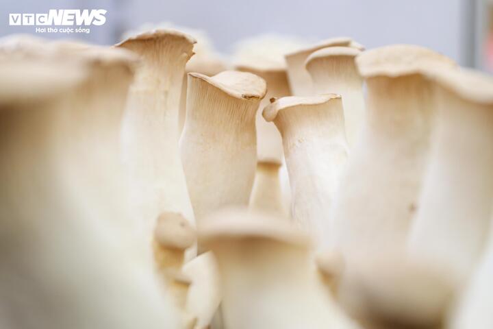 Ông Tình cũng nhấn mạnh, yếu tố “sạch” được doanh nghiệp coi trọng trong suốt quy trình trồng nấm, bắt đầu từ khâu chọn lọc nguyên liệu. Toàn bộ nguyên liệu phục vụ sản xuất đều là phụ phẩm nông nghiệp, được tuyển chọn cẩn thận và phân loại kỹ lưỡng nhằm bảo đảm chất lượng, từ ngô, bã củ cải đường, cám gạo đến bột vỏ sò, vỏ ốc. Các phụ phẩm này đều có nguồn gốc từ nhà máy chế biến ngô, gạo phục vụ thị trường trong nước và xuất khẩu, sau khi đã qua quá trình khai thác.