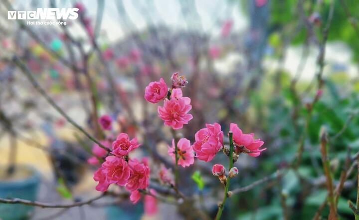 Nhiều chậu đào miền Bắc khi đưa vào TP.HCM đã bắt đầu nở sớm do thời tiết nắng nóng hơn so với ngoài Bắc. Theo người bán, các chậu này vẫn có thể tiếp tục ra hoa và lộc mới nếu được chăm sóc, tưới nước đầy đủ.