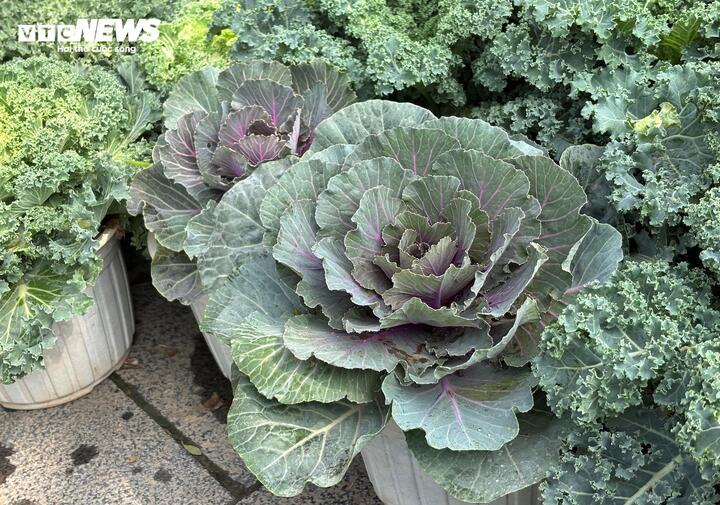 Cải hoa hồng thường được người tiêu dùng lựa chọn.