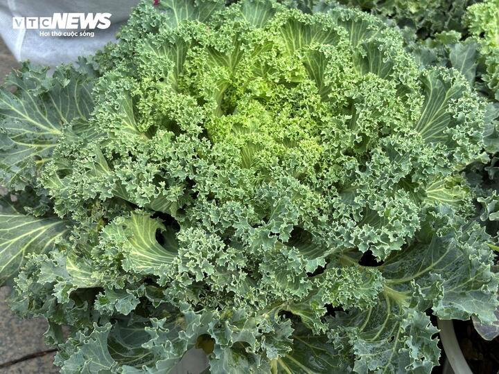 Giá cả phải chăng và giá trị sử dụng cao khiến rau cải cảnh đắt hàng dịp Tết.