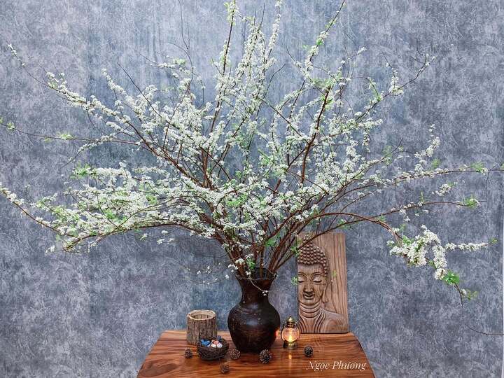 Bí quyết để bình tuyết mai bung nở ngày Tết được nhiều người quan tâm. (Ảnh: Ngọc Phương)