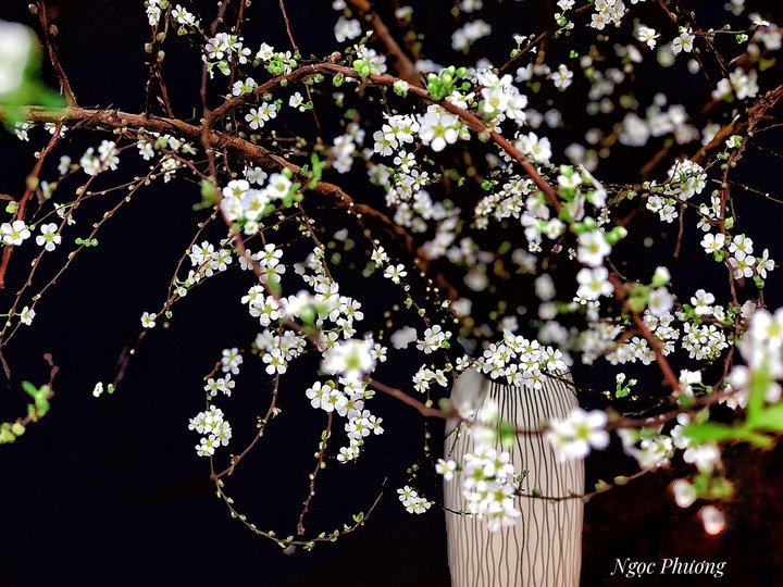 Một lọ tuyết mai rừng cành cong, bông khá to. (Ảnh: Ngọc Phương)