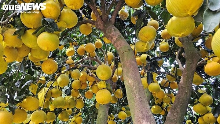 Bưởi Diễn có giá đắt đỏ nhưng vẫn hút khách nhà giàu. (Ảnh: NGUYỄN LIẾN)