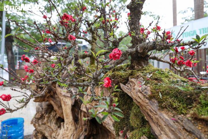 Tiết lộ về mức giá, anh Khàn cho biết hiện mỗi cây được cho thuê với giá khoảng 200 triệu đồng, còn nếu bán đứt là 400 triệu đồng. “Nhiều người tỏ ra thích thú trước độ ‘khủng’ của cặp đào này, thậm chí có người trả 180 triệu đồng để thuê một cây nhưng tôi vẫn chưa đồng ý”, anh Khàn chia sẻ.