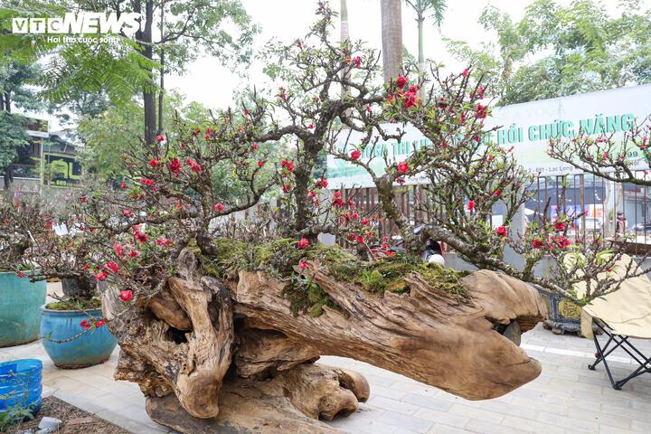 Độc lạ cặp đào thất thốn leo gỗ hoàng đàn giá gần 1 tỷ đồng - 2