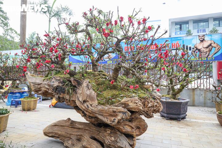 Độc lạ cặp đào thất thốn leo gỗ hoàng đàn giá gần 1 tỷ đồng - 3