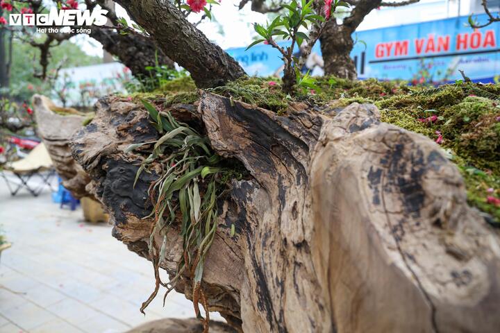 Độc lạ cặp đào thất thốn leo gỗ hoàng đàn giá gần 1 tỷ đồng - 5