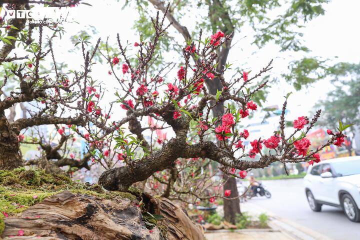 Độc lạ cặp đào thất thốn leo gỗ hoàng đàn giá gần 1 tỷ đồng - 15