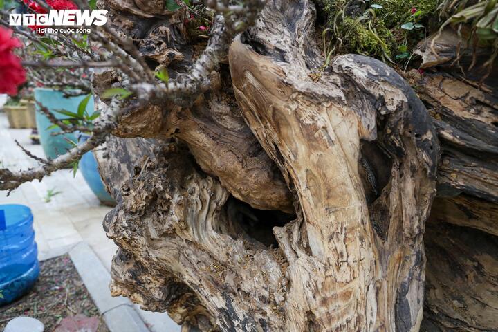 Độc lạ cặp đào thất thốn leo gỗ hoàng đàn giá gần 1 tỷ đồng - 6