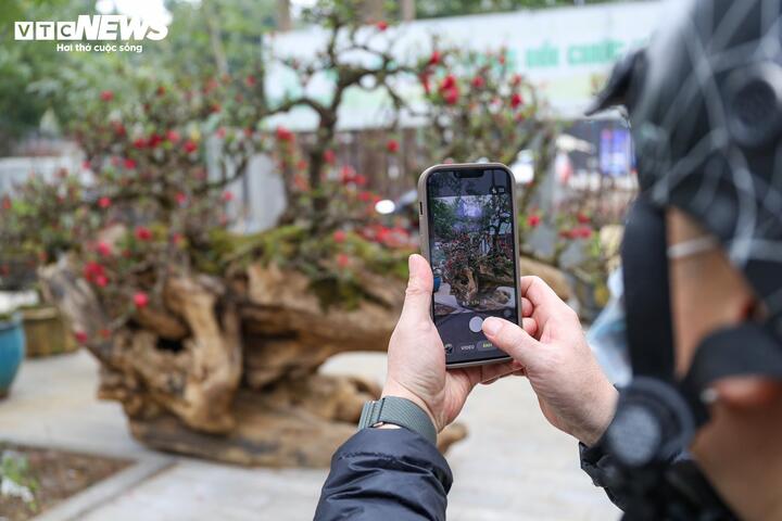 Một người dân cho biết, ngay cả những cây đào thất thốn thông thường khi nở hoa nhìn đã rất đẹp và đắt đỏ, nhưng khi tận mắt thấy cặp đào leo gỗ hoàng đàn này thì vẫn không khỏi choáng ngợp vì vẻ đẹp ấn tượng.