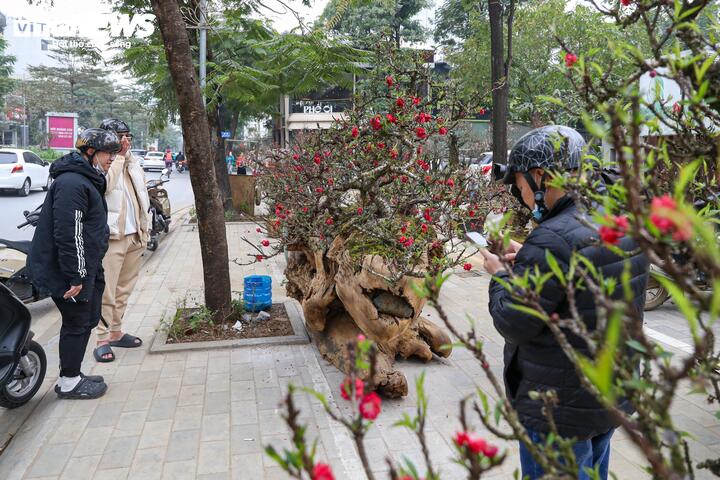 Cặp đào thất thốn độc đáo này đã thu hút nhiều người đi đường dừng lại chiêm ngưỡng.