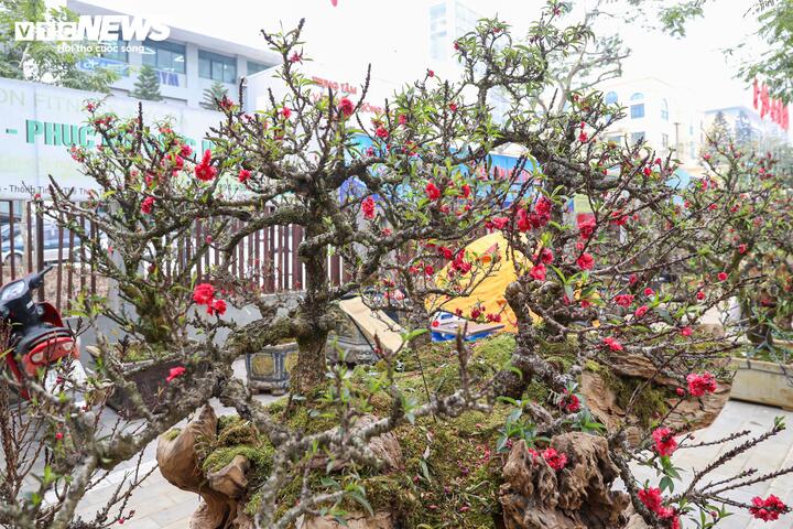 Theo anh Khàn, việc chăm sóc đào thất thốn đòi hỏi nhiều thời gian và kỹ thuật, đặc biệt với những cây đào cổ, người trồng phải mất hàng chục năm chăm sóc mới có thể tạo được dáng đẹp như hiện nay.